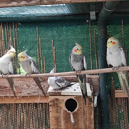 Penzion Kosky Hamr Bagian luar foto